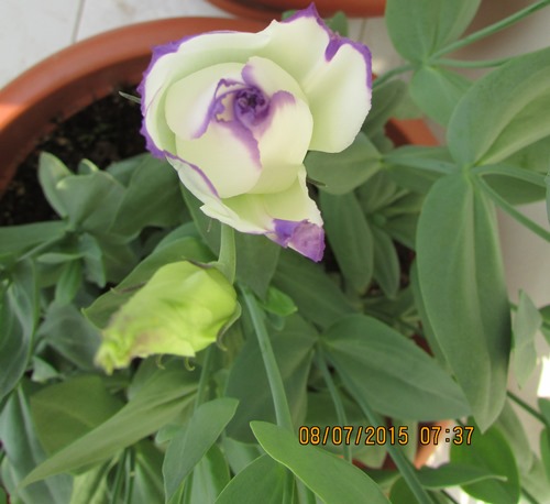 Name:  IMG_1621.jpg
Views: 681
Size:  63.5 KB