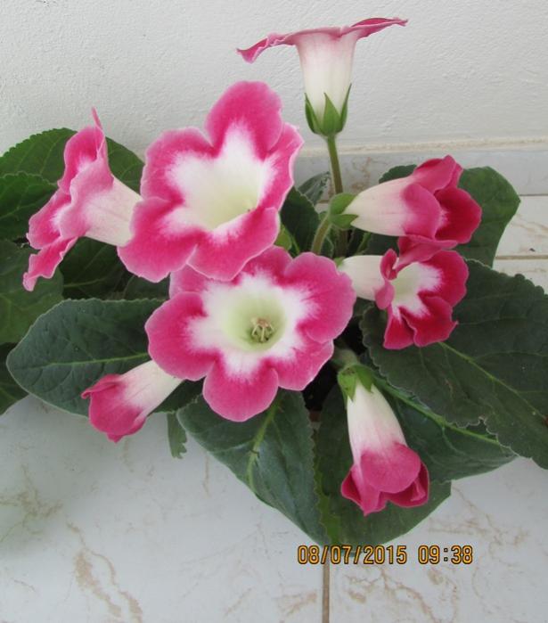 Name:  IMG_1625.jpg
Views: 762
Size:  49.6 KB