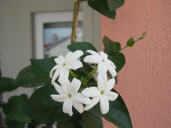 Name:  ful yasemin.jpg
Views: 735
Size:  58.0 KB