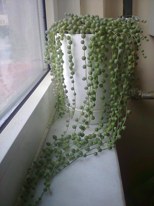 Name:  aye uykuda.jpg
Views: 1301
Size:  65.8 KB