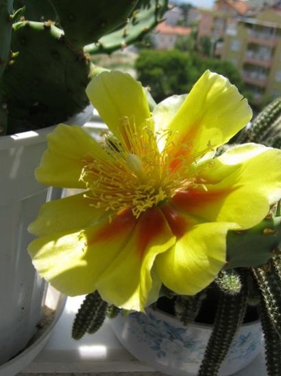 Name: kaynana dili akşam üzeri.jpg
Views: 759
Size: 30.7 KB