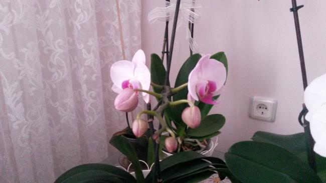 Name:  20150703_064830.jpg
Views: 431
Size:  27.3 KB