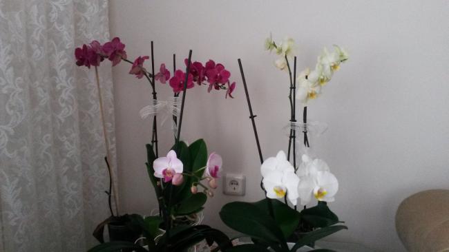 Name:  20150703_064843.jpg
Views: 455
Size:  23.8 KB
