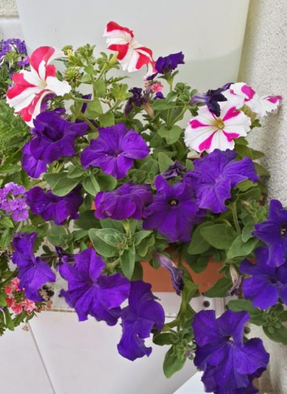 Name:  20150520_182001.jpg
Views: 484
Size:  66.1 KB