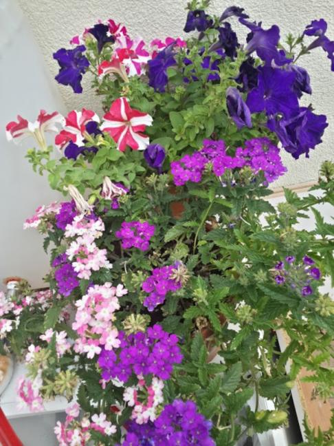 Name:  20150611_083637_Richtone(HDR).jpg
Views: 471
Size:  71.2 KB