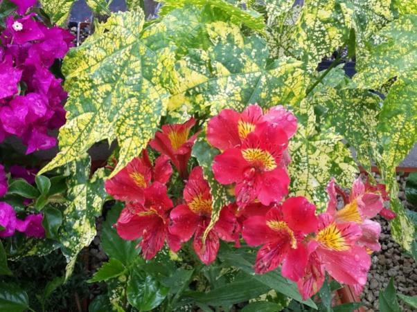 Name:  20150623_094802.jpg
Views: 673
Size:  72.5 KB