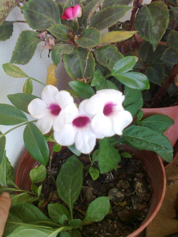 Name:  Fotoraf3180.jpg
Views: 567
Size:  70.3 KB