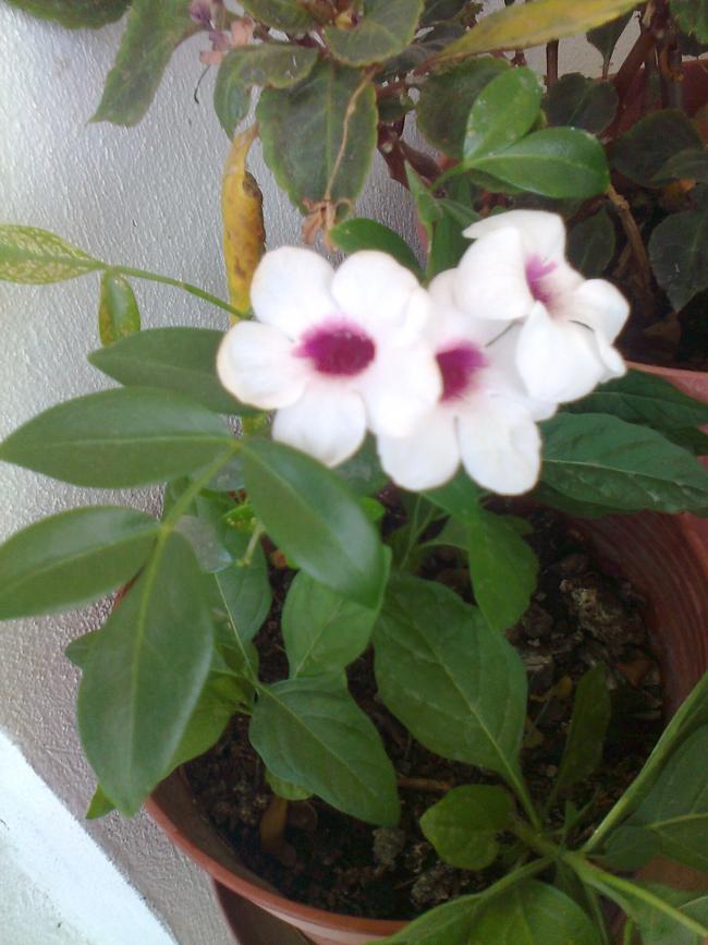 Name:  Fotoraf3181.jpg
Views: 556
Size:  67.1 KB