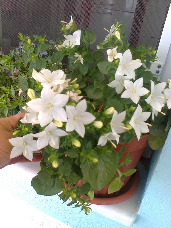 Name:  Fotoraf3198.jpg
Views: 573
Size:  72.5 KB