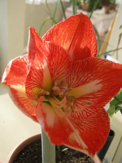 Name:  amaryllis minerva.jpg
Views: 601
Size:  29.9 KB