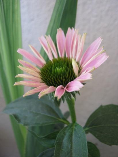 Name:  ekinezya.jpg
Views: 973
Size:  22.8 KB