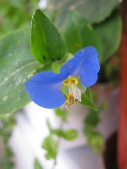 Name:  commelina comminis.jpg
Views: 981
Size:  19.1 KB