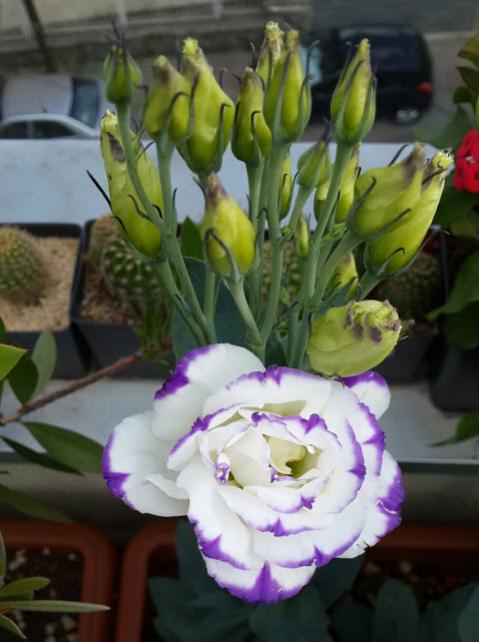 Name:  20150722_165352.jpg
Views: 389
Size:  39.1 KB