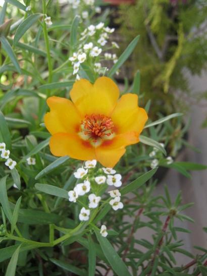 Name:  ipek-alisyum.jpg
Views: 931
Size:  33.6 KB