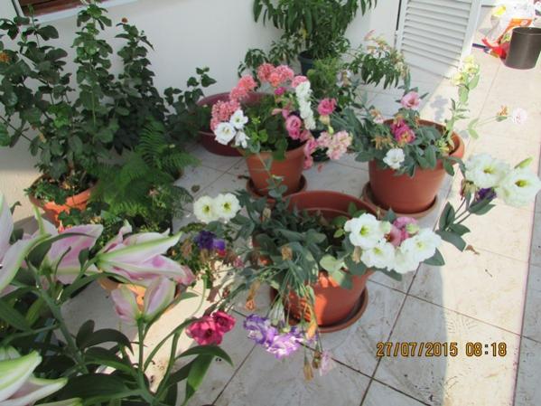 Name:  IMG_1716.jpg
Views: 624
Size:  53.0 KB