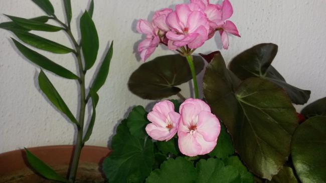 Name:  20150725_171129.jpg
Views: 362
Size:  29.9 KB