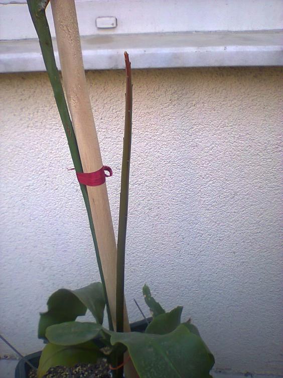 Name:  Prenses yeni srgn.jpg
Views: 914
Size:  71.4 KB