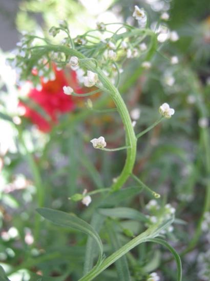 Name:  alisyum tohum k..jpg
Views: 876
Size:  27.7 KB