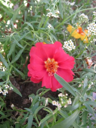 Name:  krmz ipek.jpg
Views: 872
Size:  41.5 KB