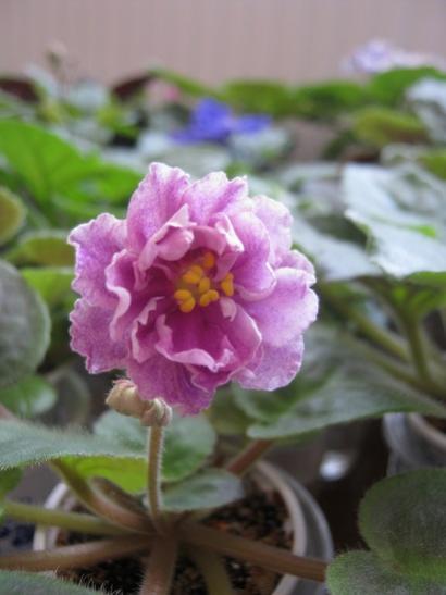 Name:  pembe katmerli.jpg
Views: 889
Size:  26.2 KB
