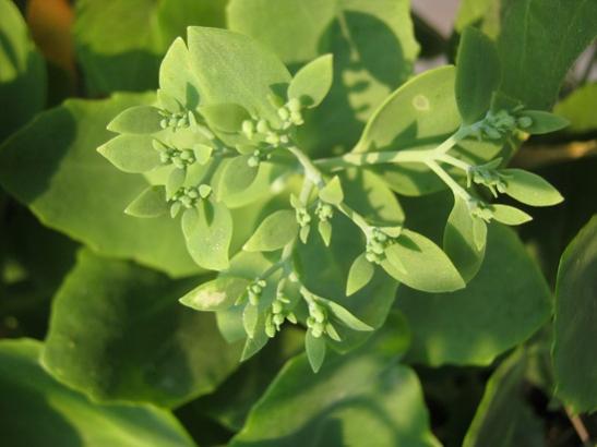 Name:  sedum autumn joy.jpg
Views: 879
Size:  27.6 KB