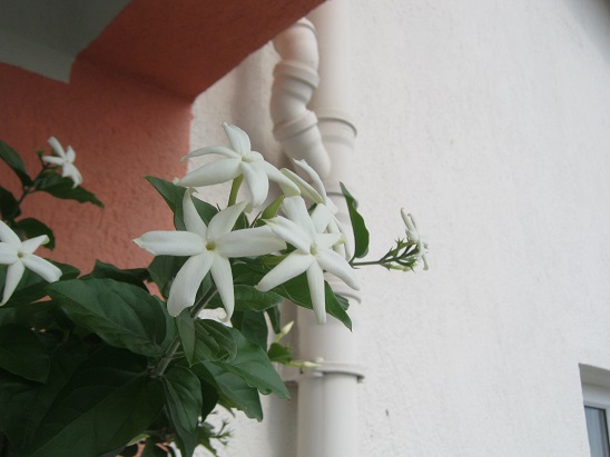 Name:  ful y..jpg
Views: 850
Size:  60.1 KB
