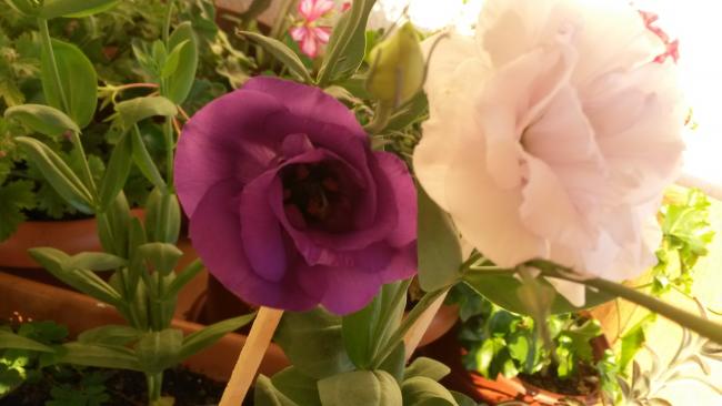 Name:  20150729_070216.jpg
Views: 323
Size:  32.6 KB