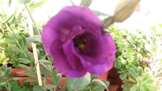 Name:  20150730_071828.jpg
Views: 317
Size:  33.1 KB