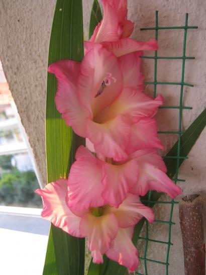 Name:  glayr.jpg
Views: 763
Size:  29.3 KB