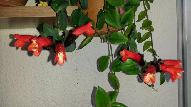 Name:  20150724_202517.jpg
Views: 349
Size:  34.9 KB
