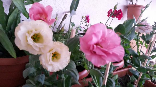 Name:  20150803_200723.jpg
Views: 413
Size:  40.4 KB