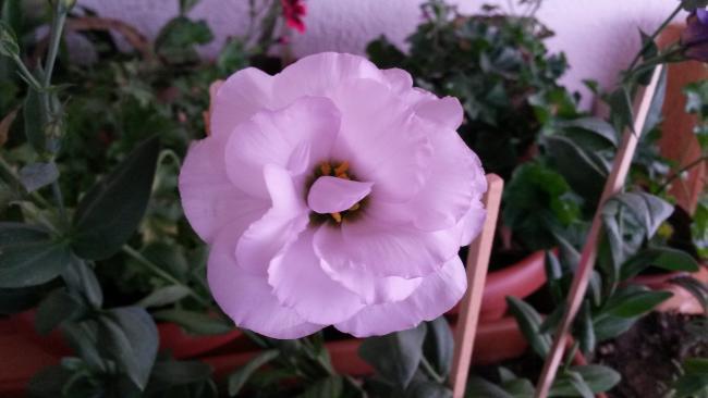 Name:  20150803_200729.jpg
Views: 406
Size:  29.8 KB