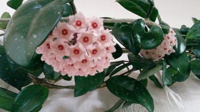 Name:  20150803_200913.jpg
Views: 352
Size:  38.7 KB