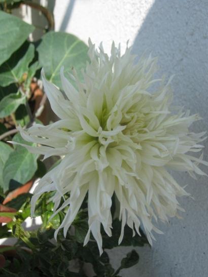 Name:  dahlia.jpg
Views: 1077
Size:  29.3 KB