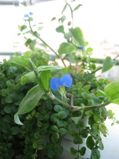Name:  commelina comminis.jpg
Views: 728
Size:  29.2 KB