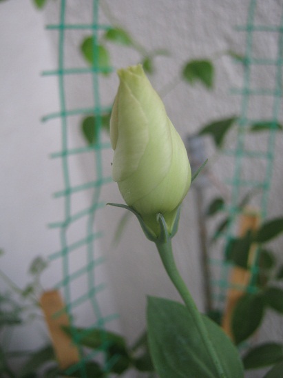 Name:  lisianthus.jpg
Views: 713
Size:  67.4 KB