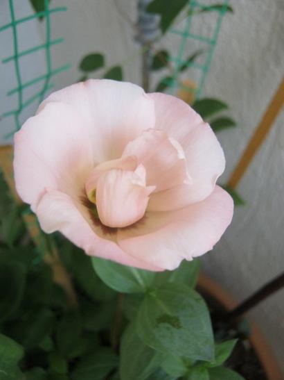 Name:  lisianthus1.jpg
Views: 712
Size:  19.4 KB