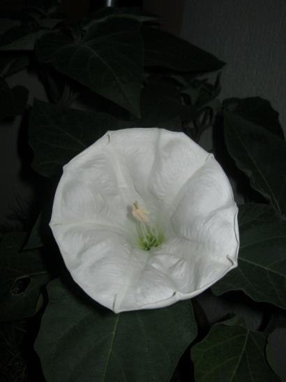 Name:  datura.jpg
Views: 575
Size:  17.8 KB