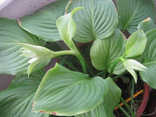 Name:  hosta----.jpg
Views: 603
Size:  34.0 KB