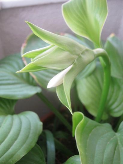 Name:  hosta.jpg
Views: 588
Size:  22.4 KB