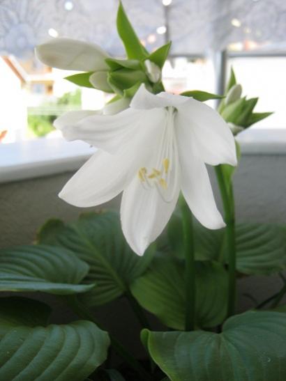 Name:  hosta.jpg
Views: 607
Size:  21.6 KB