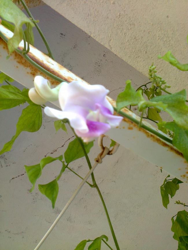 Name:  Fotoraf3264.jpg
Views: 538
Size:  64.7 KB