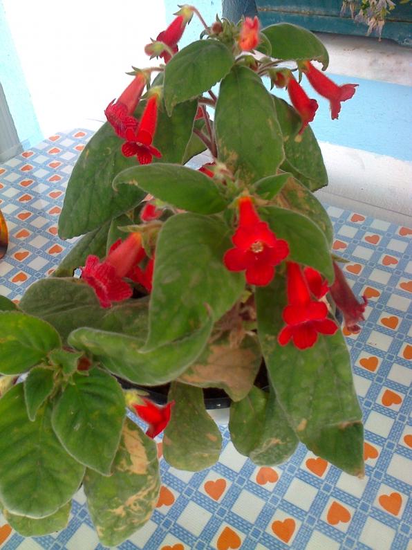 Name:  Fotoraf3236.jpg
Views: 609
Size:  72.4 KB