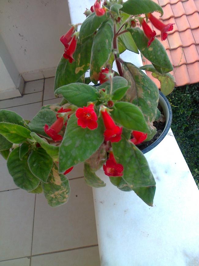 Name:  Fotoraf3239.jpg
Views: 532
Size:  66.4 KB