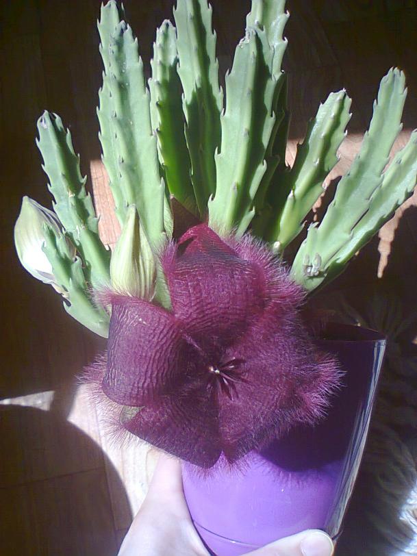 Name:  s-2.jpg
Views: 657
Size:  71.4 KB