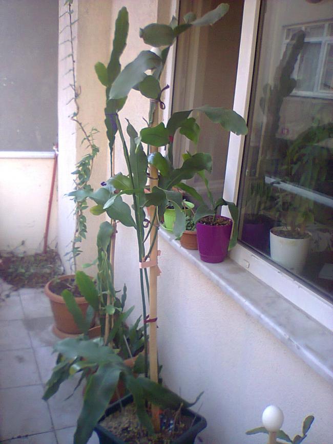 Name:  Prenses-18.jpg
Views: 946
Size:  67.0 KB