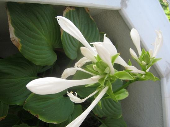 Name:  hosta.jpg
Views: 1054
Size:  27.0 KB
