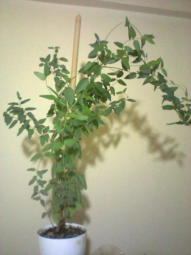 Name:  Hanmelicik-5.jpg
Views: 832
Size:  69.6 KB