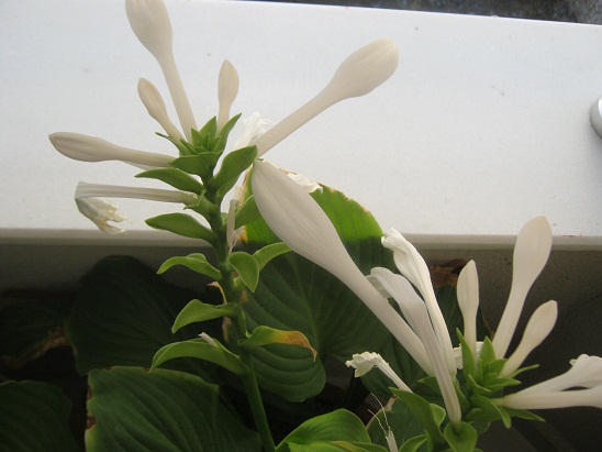 Name:  hosta.jpg
Views: 1432
Size:  68.8 KB