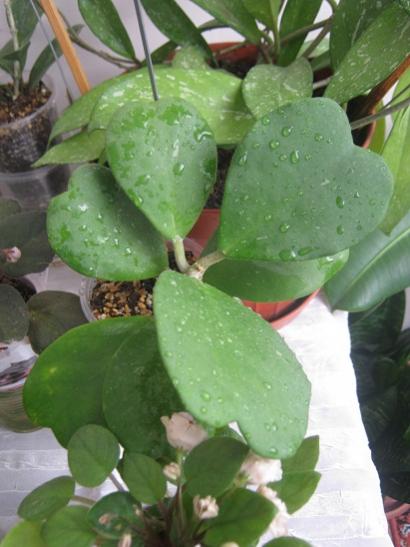 Name:  hoya kerii.jpg
Views: 992
Size:  34.8 KB